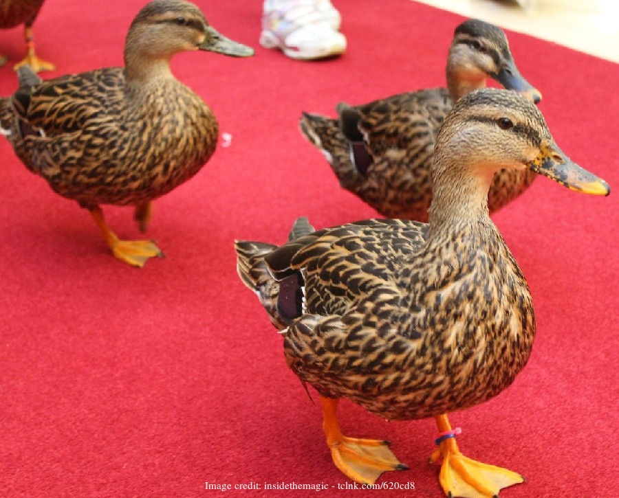 Peabody ducks, Memphis